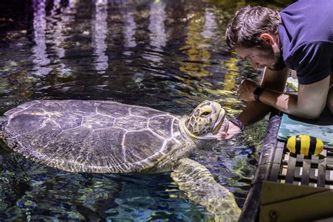 'Nickel' the sea turtle celebrates 20 years at the Shedd Aquarium